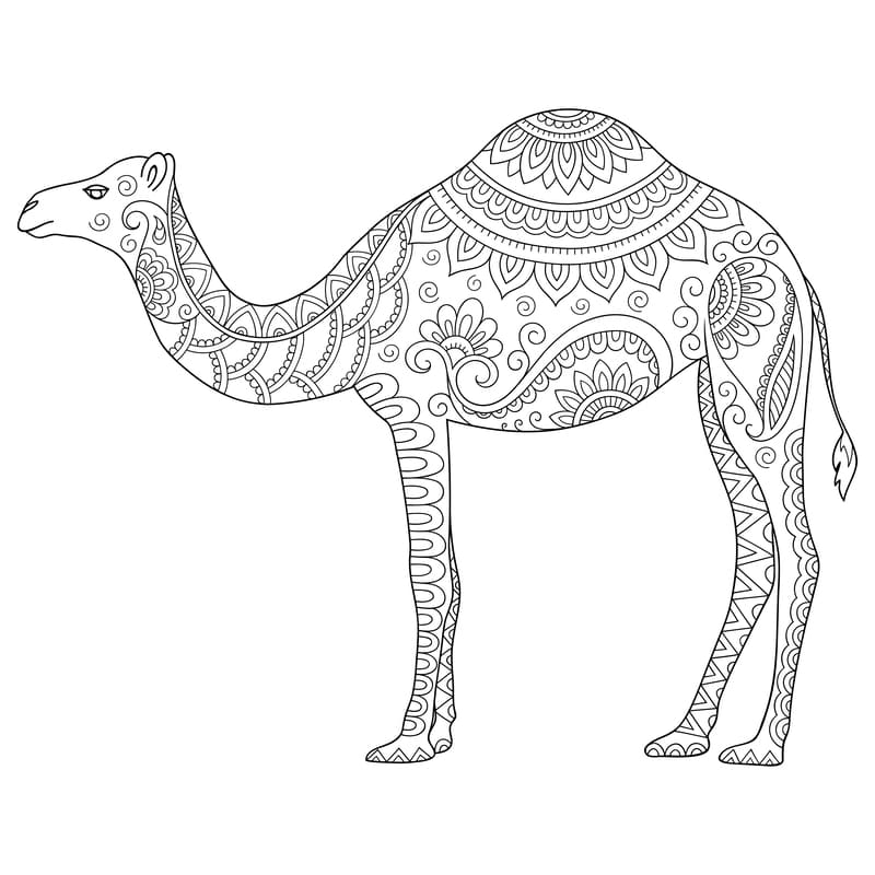 Camello animales mandalas para colorear